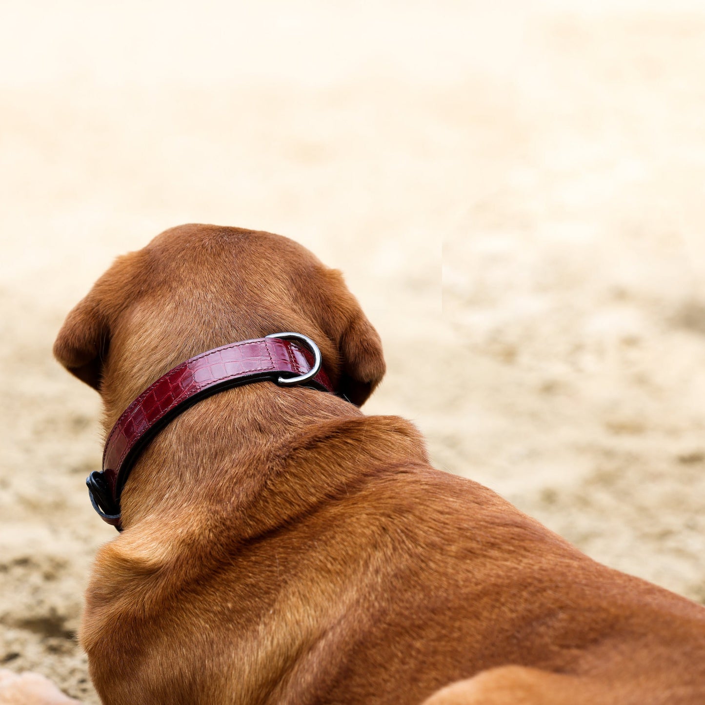 Halter Ego® Breanna Red Croc Leather Dog Collar - Tampa Home & Garden Store