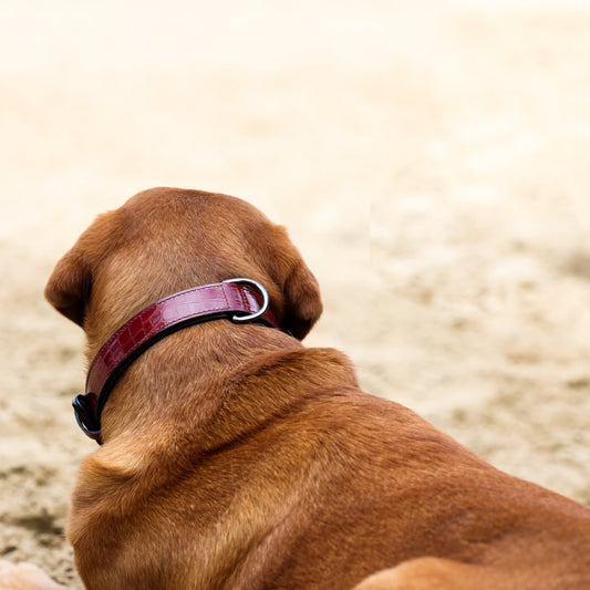 Halter Ego® Breanna Red Croc Leather Dog Collar - Tampa Home & Garden Store