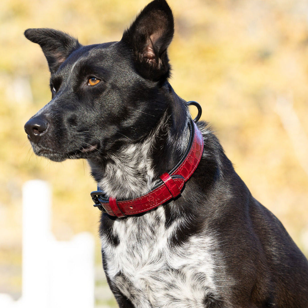 Halter Ego® Breanna Red Croc Leather Dog Collar - Tampa Home & Garden Store