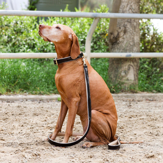 Halter Ego® Brown Patent Florence Dog Collar - Tampa Home & Garden Store