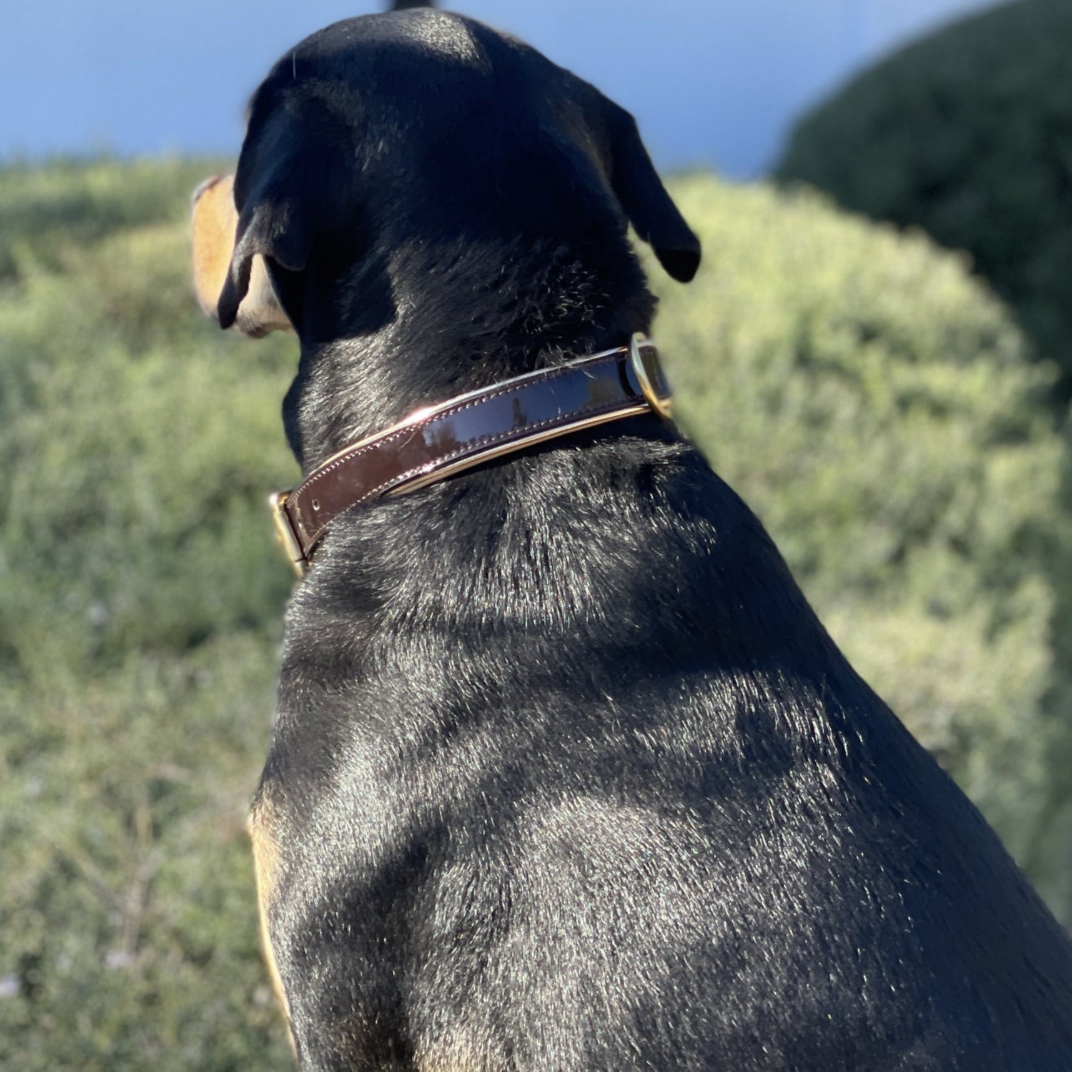 Halter Ego® Brown Patent Florence Dog Collar - Tampa Home & Garden Store