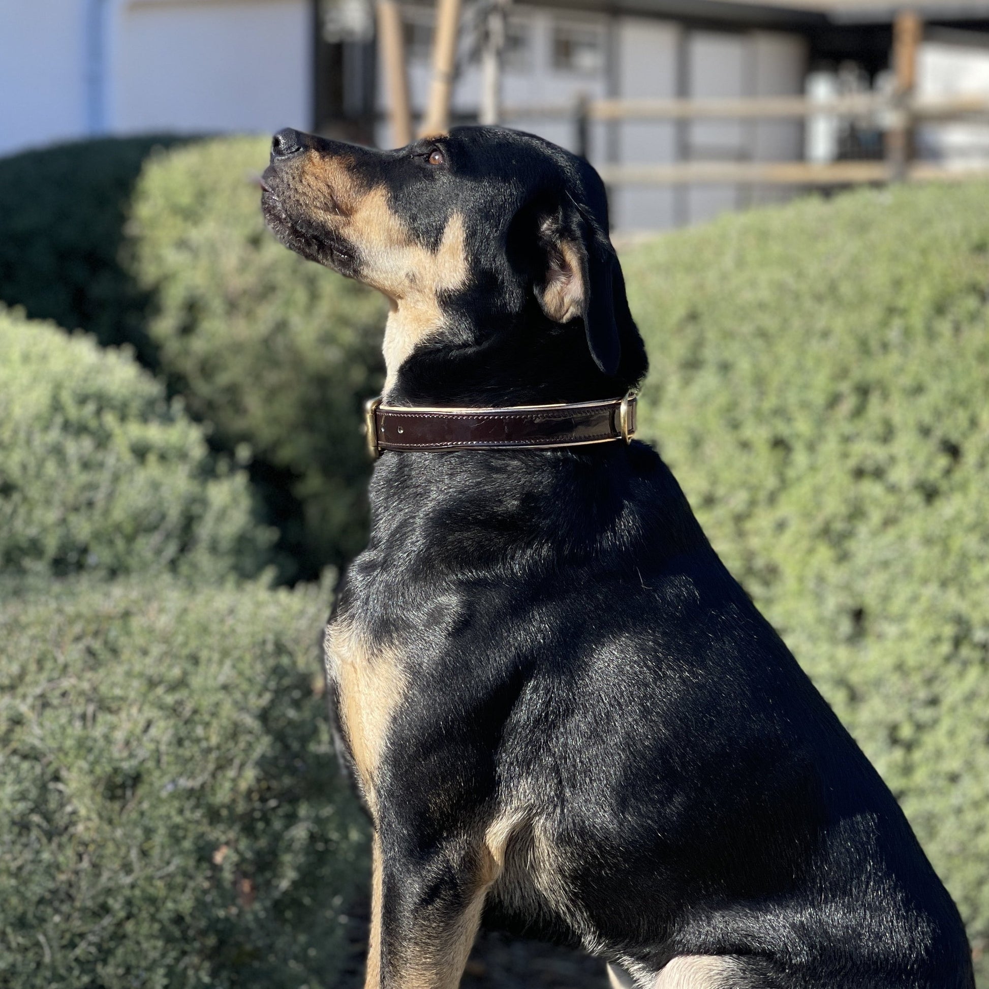 Halter Ego® Brown Patent Florence Dog Collar - Tampa Home & Garden Store