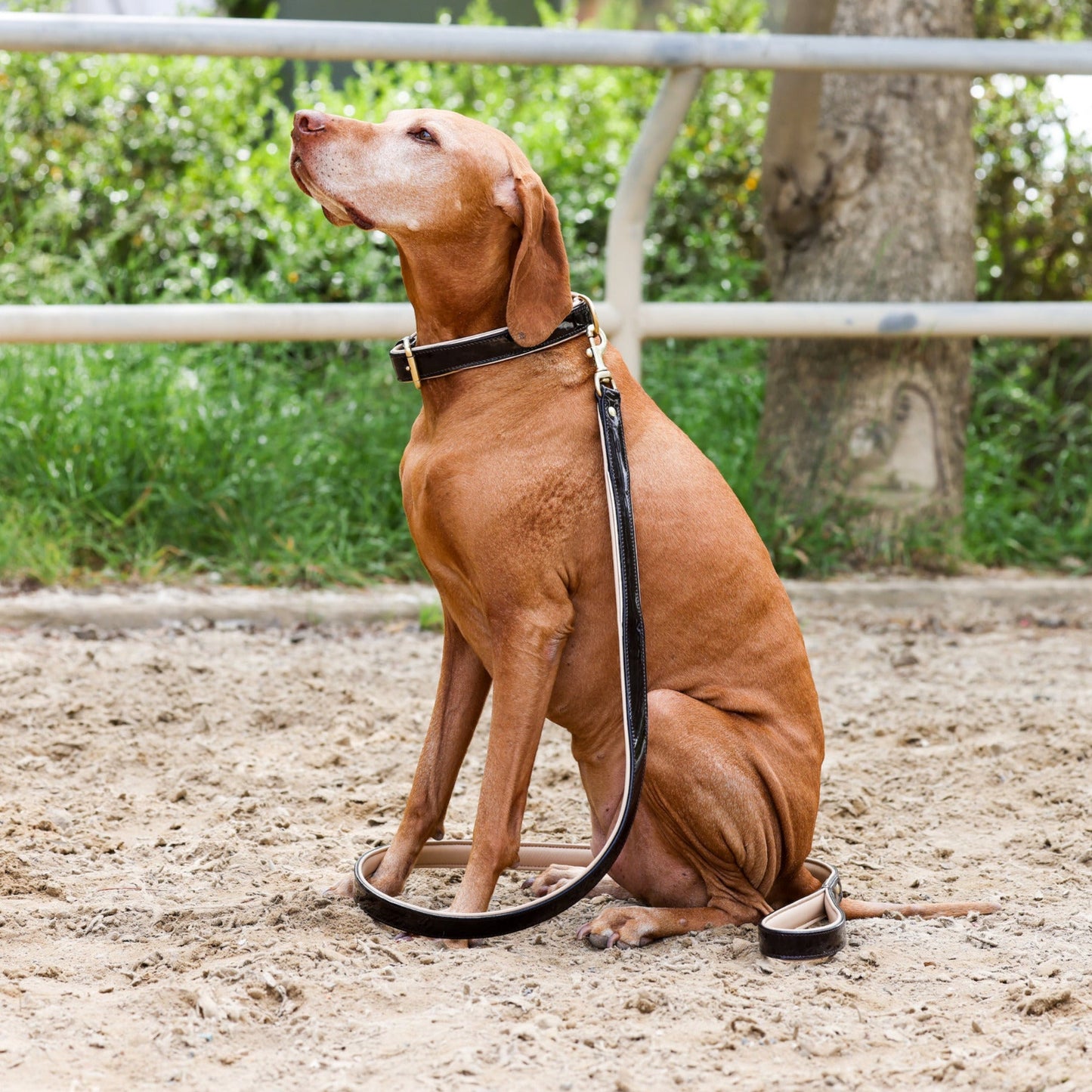 Halter Ego® Brown Patent Florence Dog Leash - Tampa Home & Garden Store