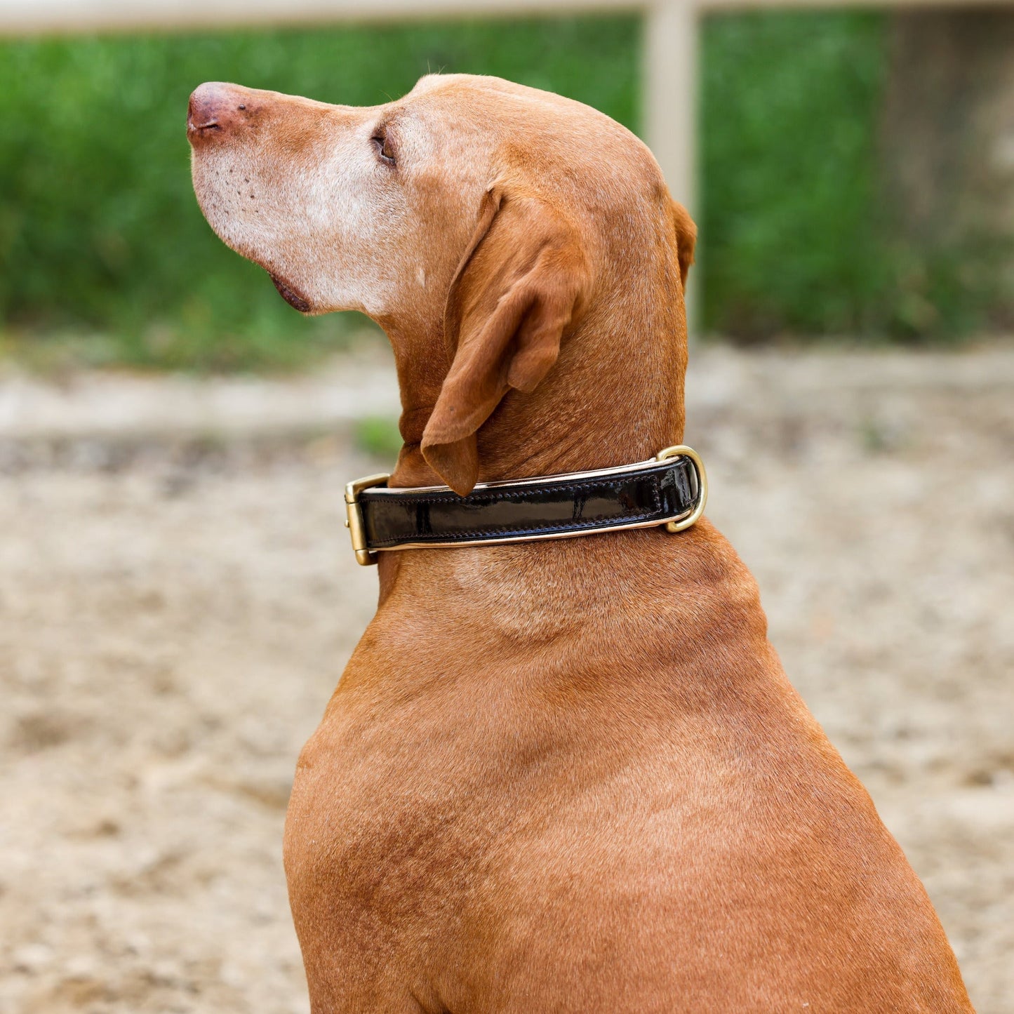 Halter Ego® Brown Patent Florence Dog Leash - Tampa Home & Garden Store