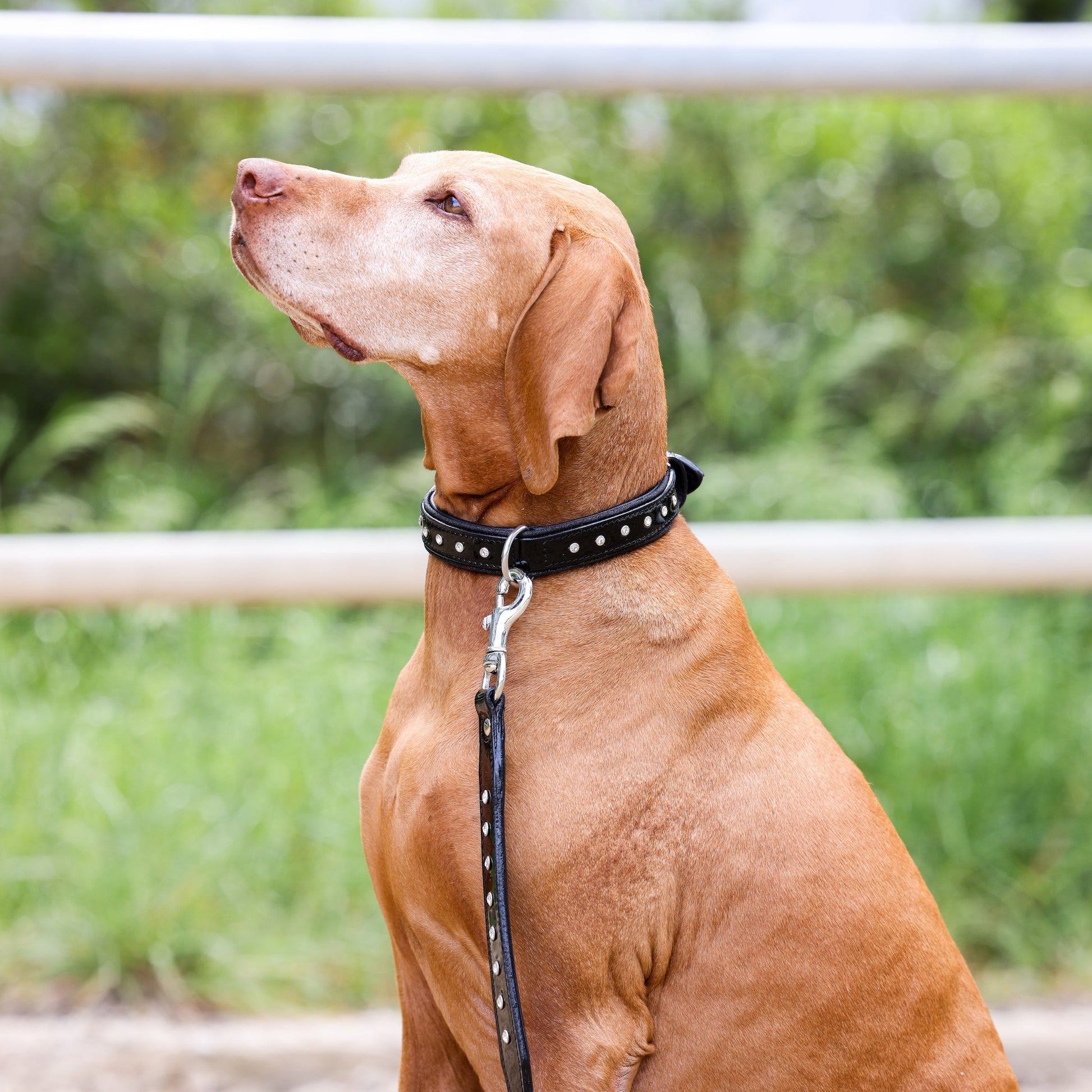 Halter Ego® Celebrity Black Patent Dog Leash - Tampa Home & Garden Store