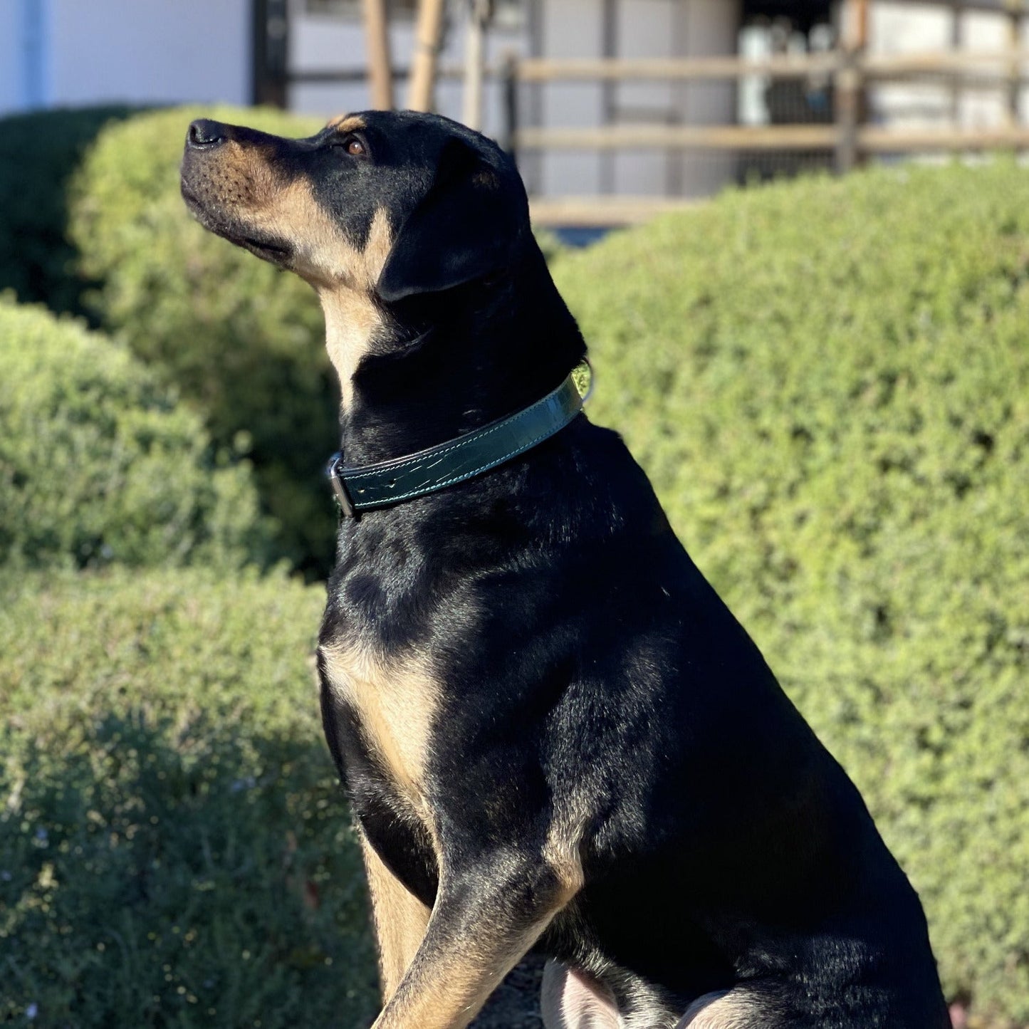 Halter Ego® Metallic Teal Croc Leather Dog Collar - Tampa Home & Garden Store