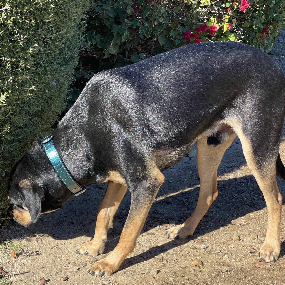 Halter Ego® Metallic Teal Croc Leather Dog Collar - Tampa Home & Garden Store