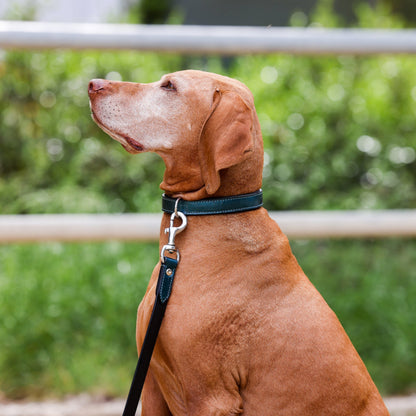 Halter Ego® Metallic Teal Dog Leash - Tampa Home & Garden Store