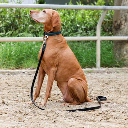 Halter Ego® Metallic Teal Dog Leash - Tampa Home & Garden Store
