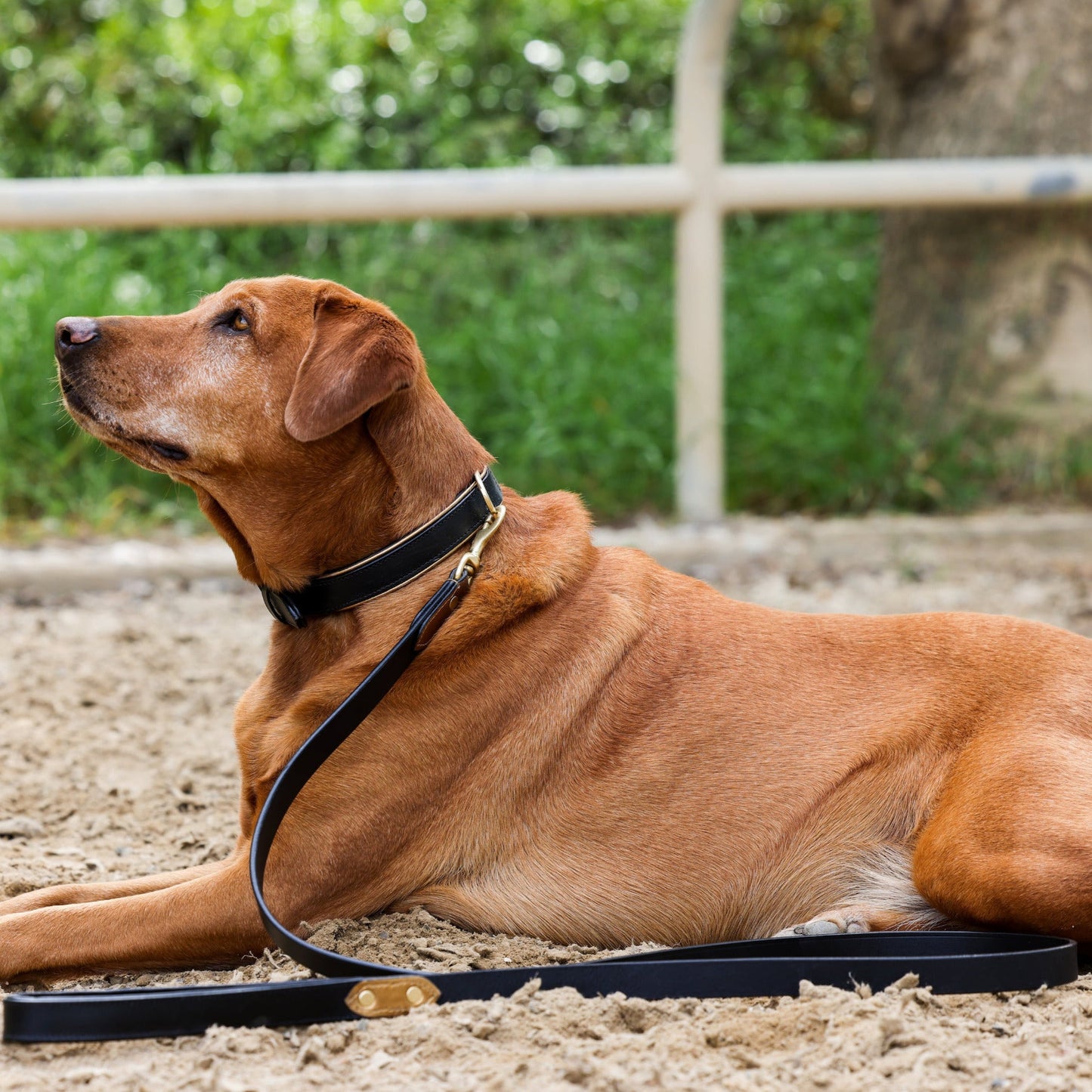 Halter Ego® Milan - Black Leather & Burnished Gold Trim Dog Collar - Tampa Home & Garden Store