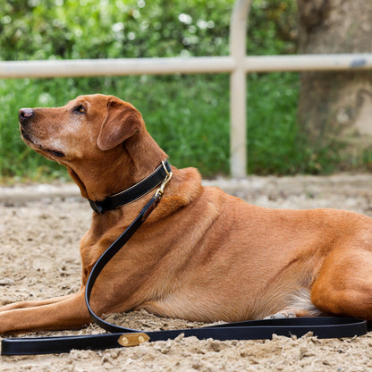 Halter Ego® Milan - Black Leather & Burnished Gold Trim Dog Collar - Tampa Home & Garden Store