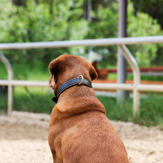 Halter Ego® Milan - Black Leather & Burnished Gold Trim Dog Collar - Tampa Home & Garden Store