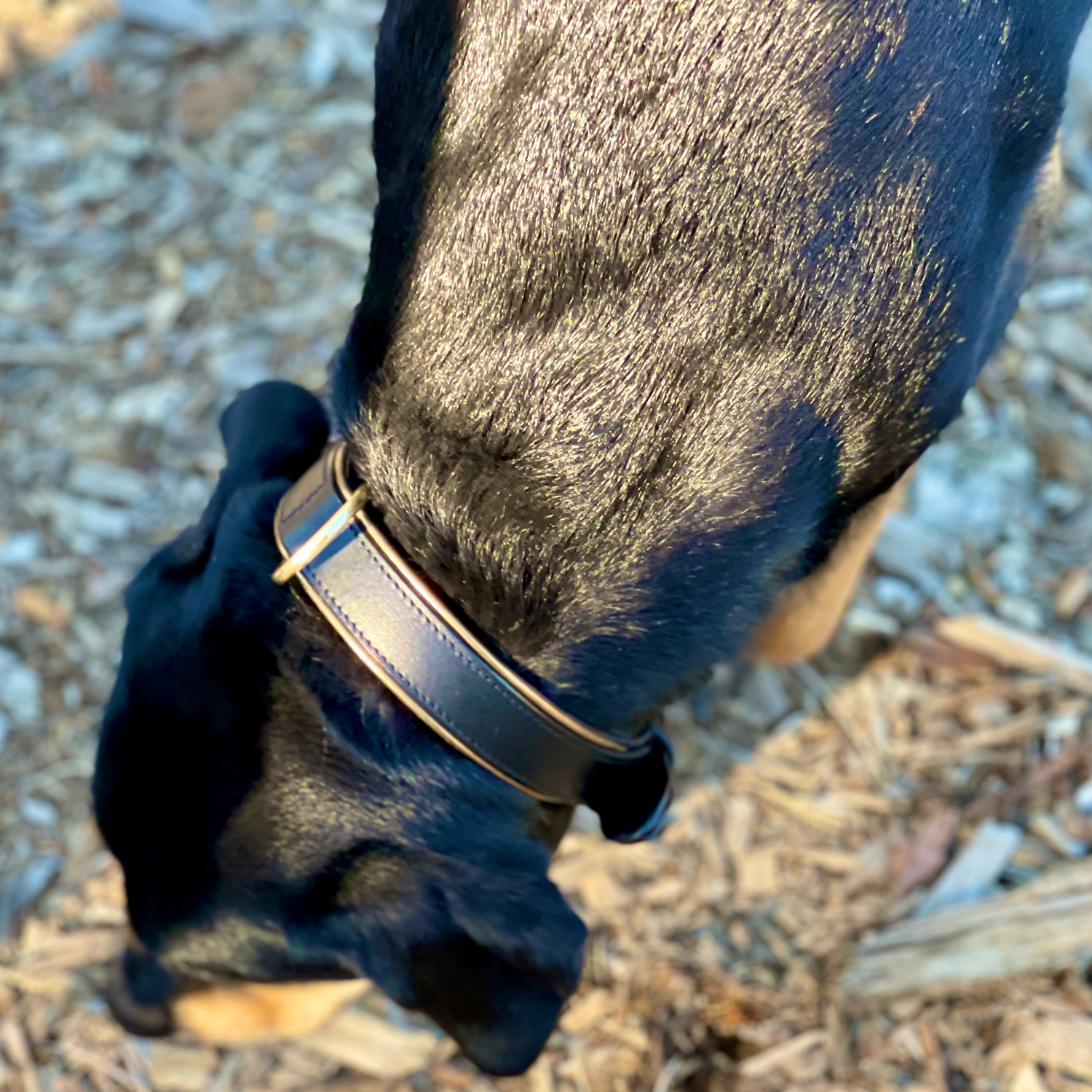 Halter Ego® Milan - Black Leather & Burnished Gold Trim Dog Collar - Tampa Home & Garden Store