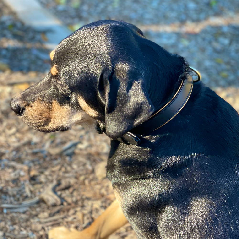 Halter Ego® Milan - Black Leather & Burnished Gold Trim Dog Collar - Tampa Home & Garden Store