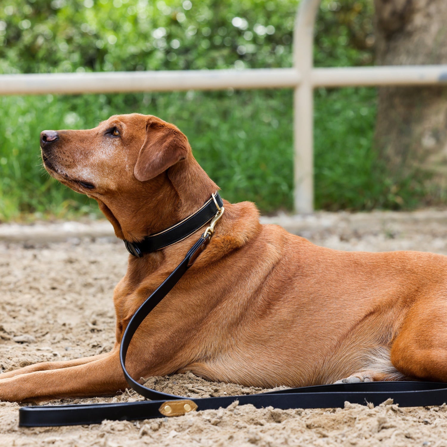 Halter Ego® Milan Dog Leash - Tampa Home & Garden Store