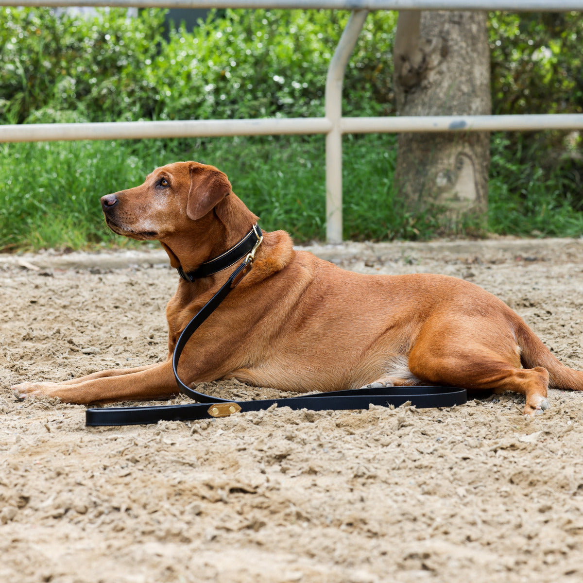 Halter Ego® Milan Dog Leash - Tampa Home & Garden Store