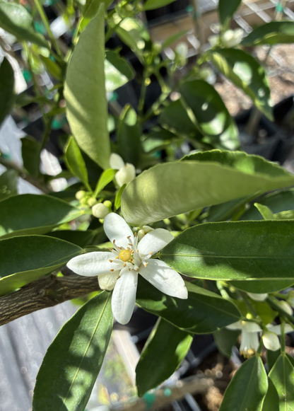Oranger doux de Hamlin (Citrus x Sinensis 'Hamlin')