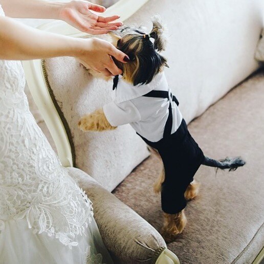 Handsome Stylish Pet Suit with Bow Tie - Tampa Home & Garden Store