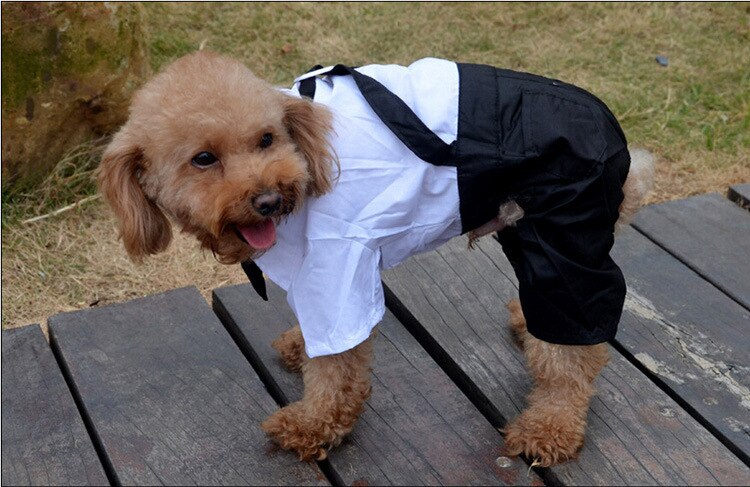 Handsome Stylish Pet Suit with Bow Tie - Tampa Home & Garden Store