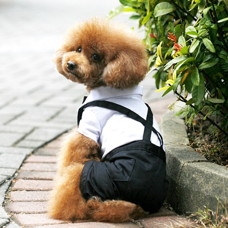 Handsome Stylish Pet Suit with Bow Tie - Tampa Home & Garden Store