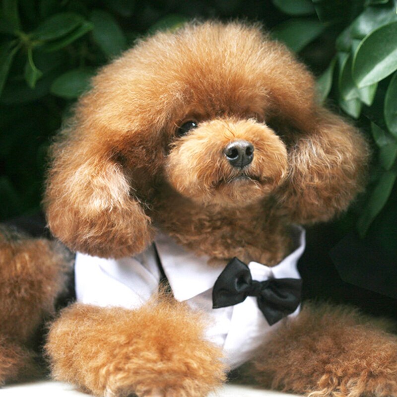 Handsome Stylish Pet Suit with Bow Tie - Tampa Home & Garden Store