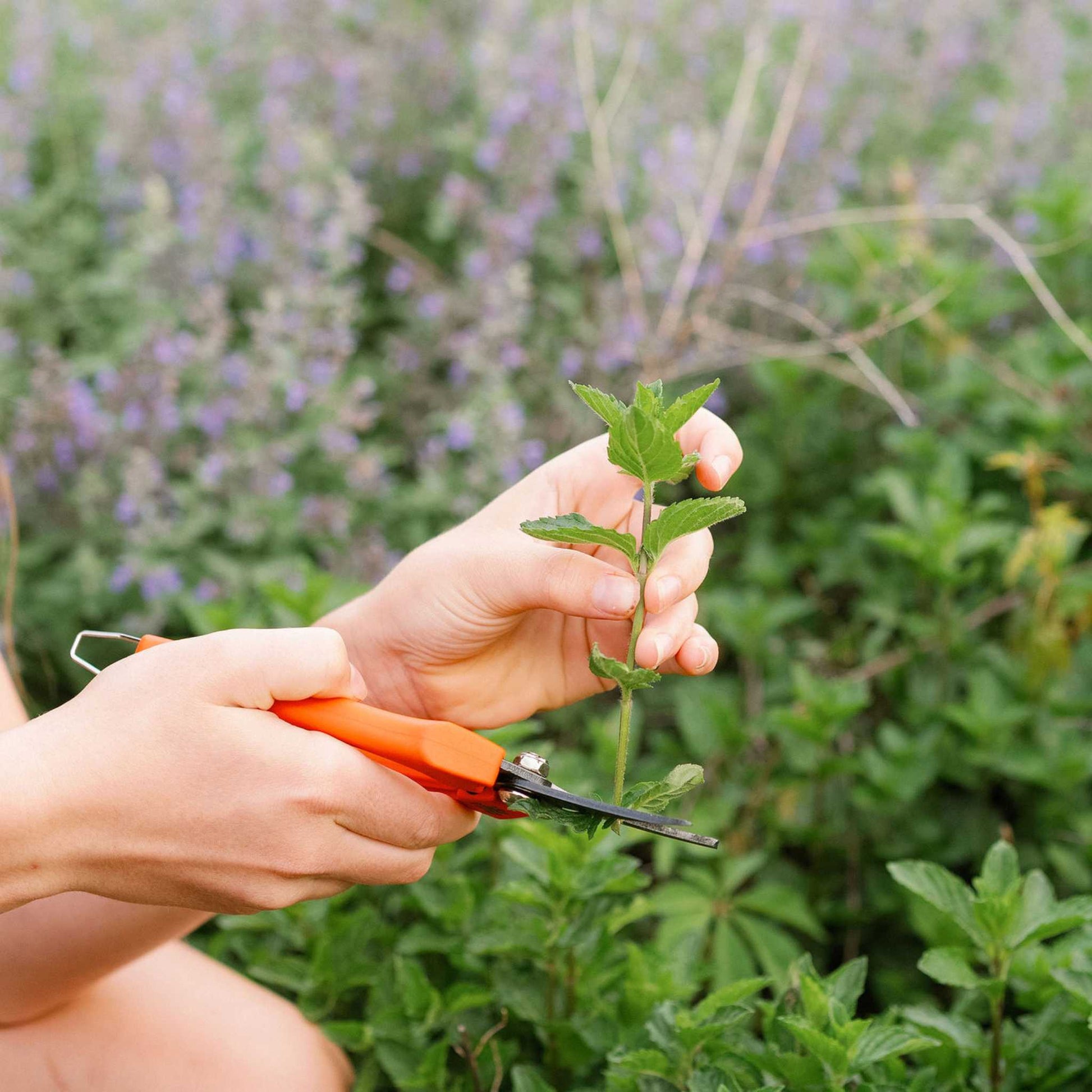 Harvesting Pruning Shears | 185 mm - Tampa Home & Garden Store