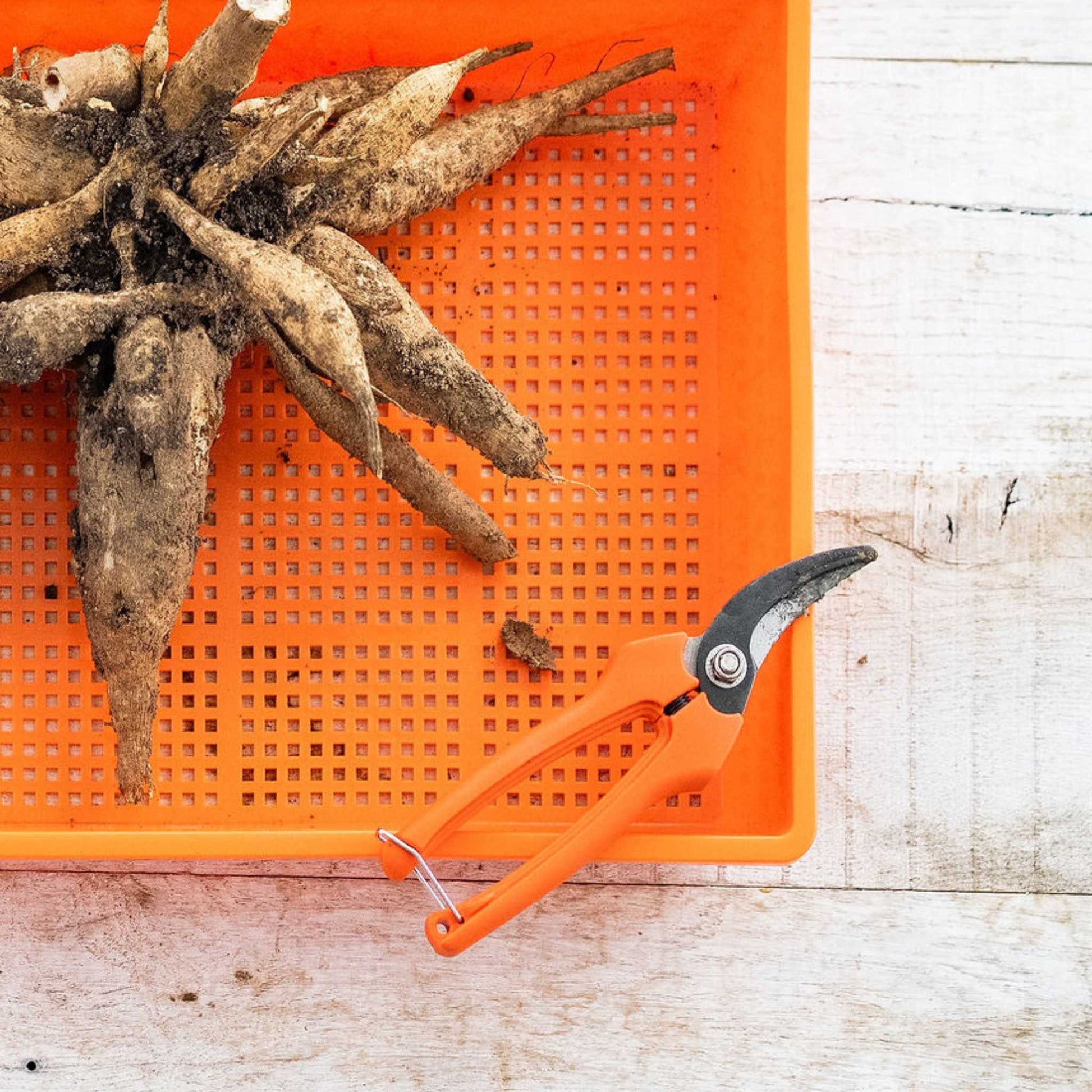 Harvesting Pruning Shears | 185 mm - Tampa Home & Garden Store