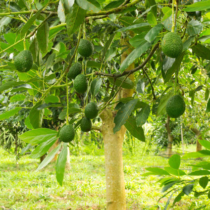 Hass avocado tree with several hanging green avocados among lush leaves on Tampa Home & Garden Store