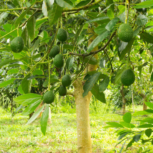 Hass avocado tree with several hanging green avocados among lush leaves on Tampa Home & Garden Store