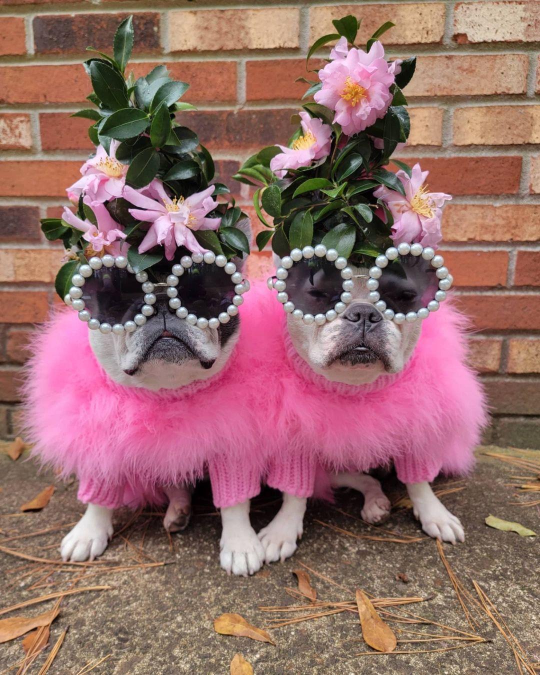 Haute Couture Feathered Luxury Pet Sweater - Tampa Home & Garden Store
