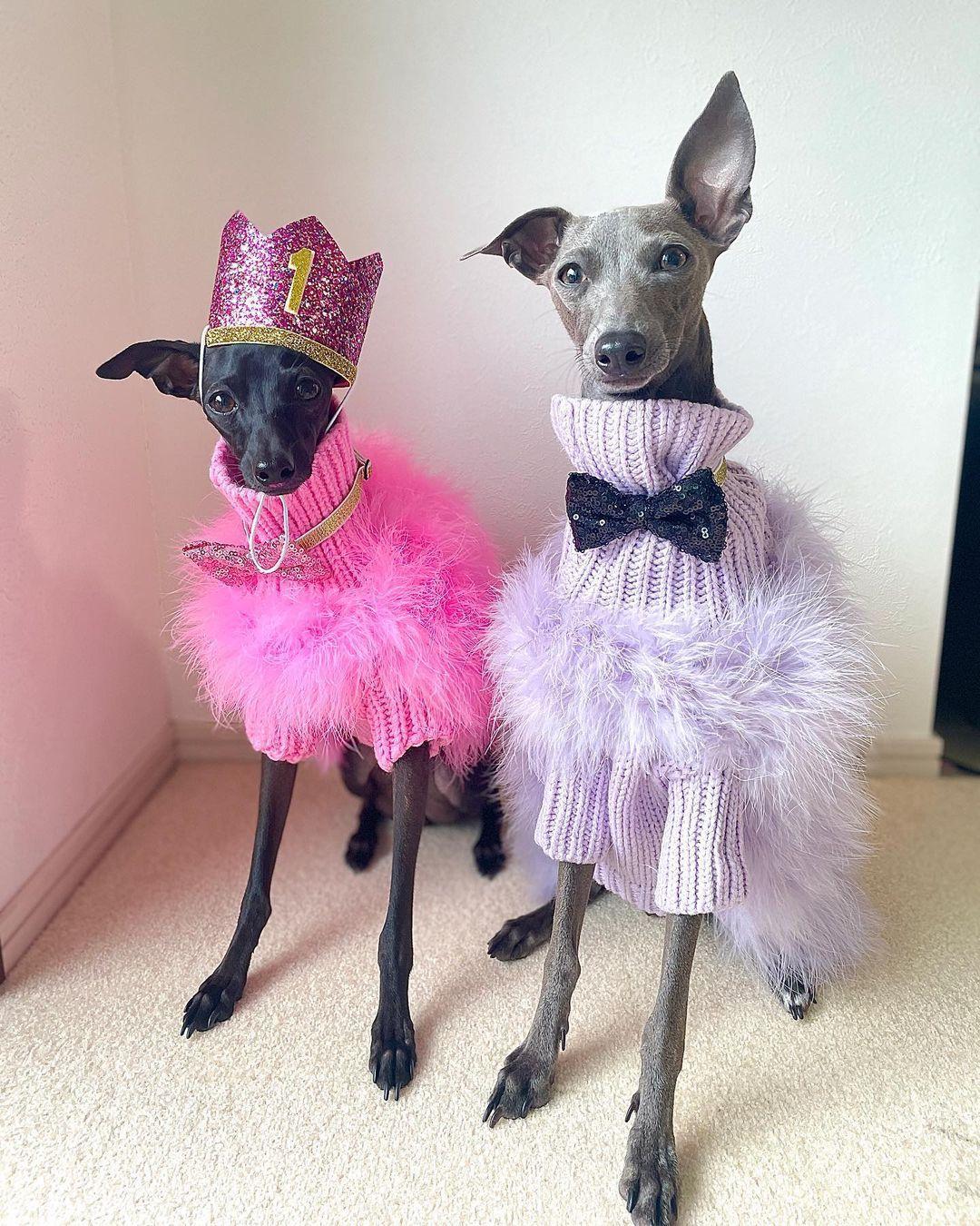 Haute Couture Feathered Luxury Pet Sweater - Tampa Home & Garden Store