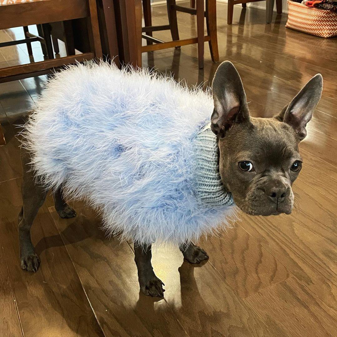 Haute Couture Feathered Luxury Pet Sweater - Tampa Home & Garden Store