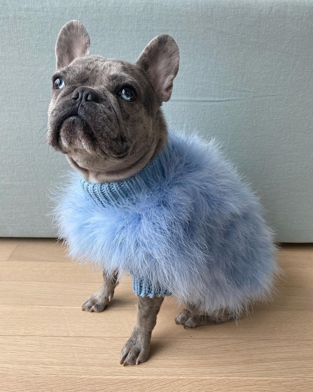 Haute Couture Feathered Luxury Pet Sweater - Tampa Home & Garden Store