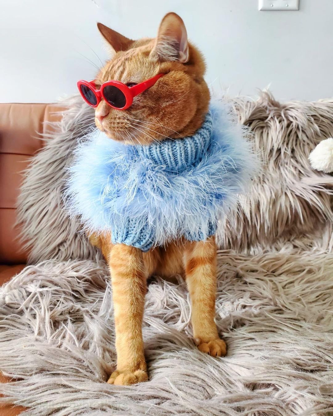 Haute Couture Feathered Luxury Pet Sweater - Tampa Home & Garden Store