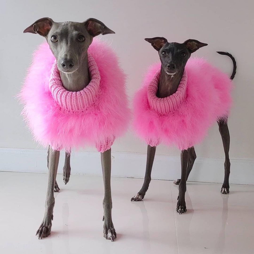 Haute Couture Feathered Luxury Pet Sweater - Tampa Home & Garden Store