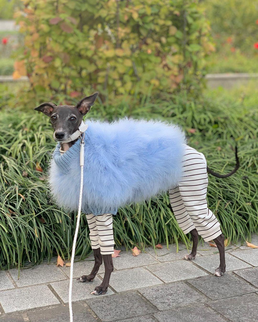 Haute Couture Feathered Luxury Pet Sweater - Tampa Home & Garden Store