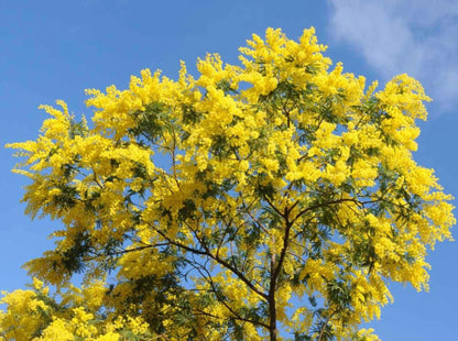 Hawaiian Mimosa Seeds - Tropical Tree, Miracle Tree, Wild Tamarind, Lead Tree, Fast Growing Large Tree - Tampa Home & Garden Store