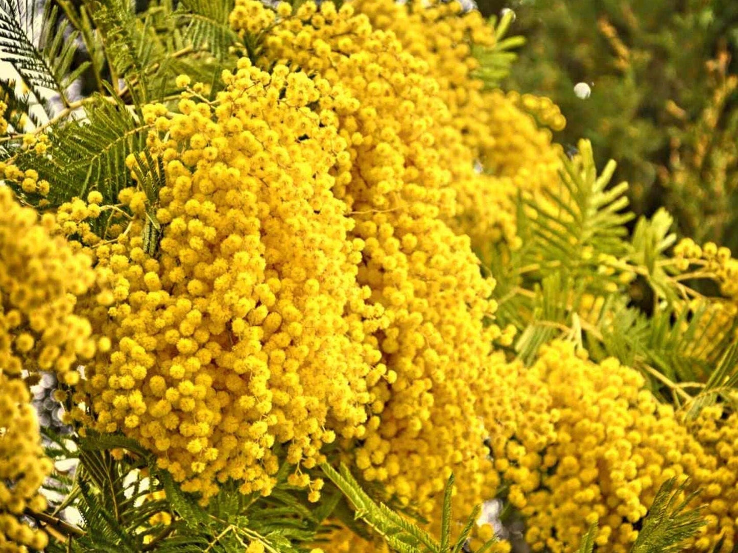 Hawaiian Mimosa Seeds - Tropical Tree, Miracle Tree, Wild Tamarind, Lead Tree, Fast Growing Large Tree - Tampa Home & Garden Store