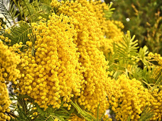 Hawaiian Mimosa Seeds - Tropical Tree, Miracle Tree, Wild Tamarind, Lead Tree, Fast Growing Large Tree - Tampa Home & Garden Store