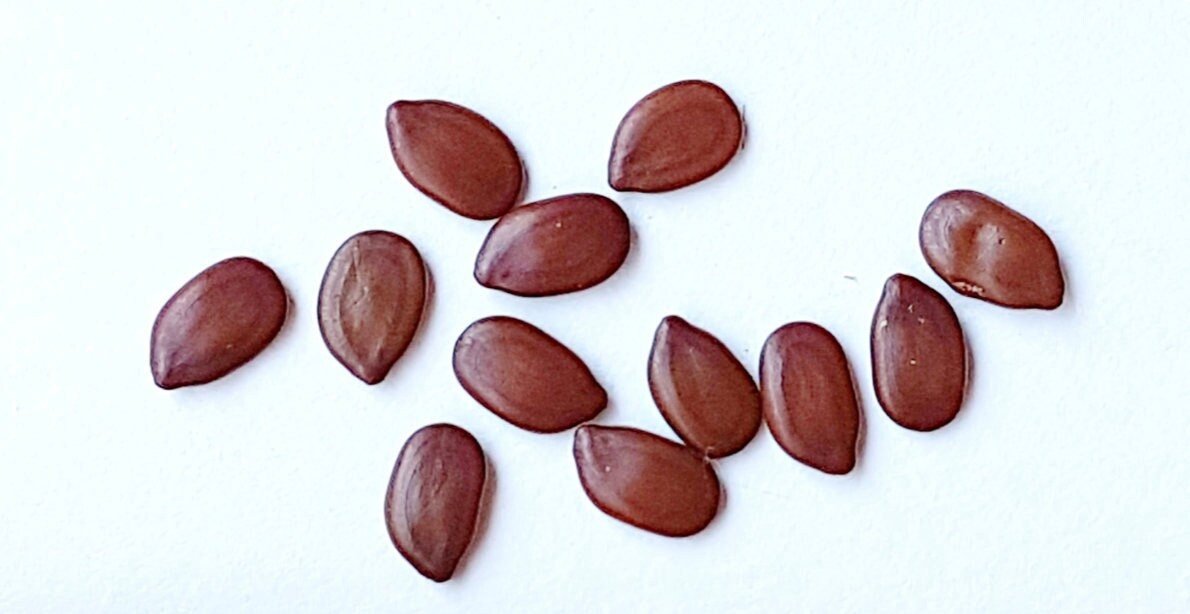 Hawaiian Mimosa Seeds - Tropical Tree, Miracle Tree, Wild Tamarind, Lead Tree, Fast Growing Large Tree - Tampa Home & Garden Store