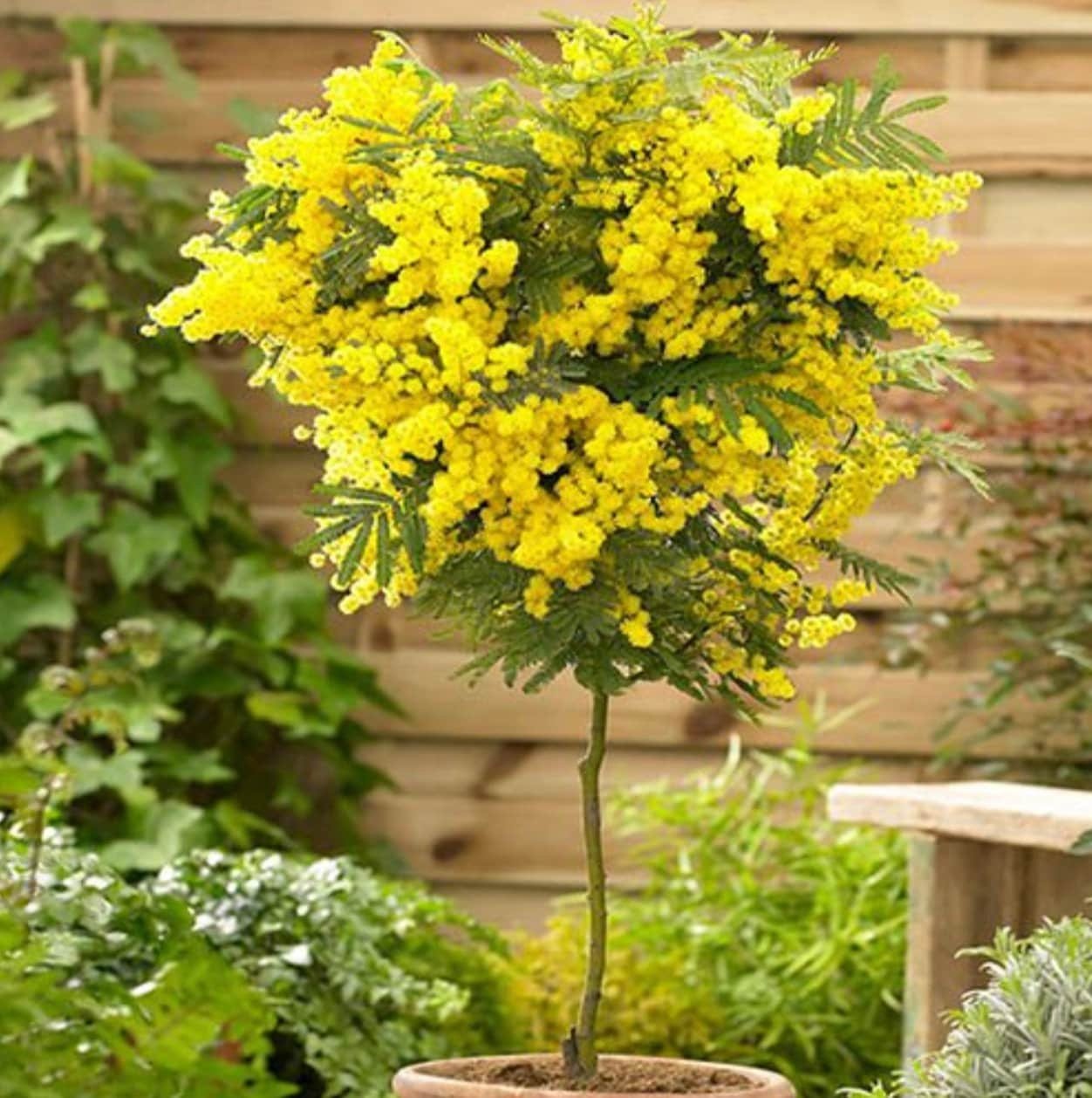 Hawaiian Mimosa Seeds - Tropical Tree, Miracle Tree, Wild Tamarind, Lead Tree, Fast Growing Large Tree - Tampa Home & Garden Store