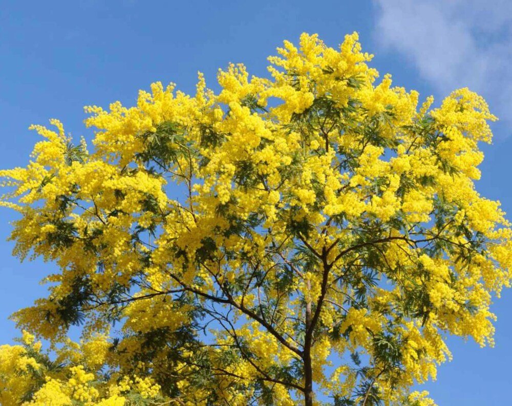 Hawaiian Mimosa Seeds - Tropical Tree - Tampa Home & Garden Store