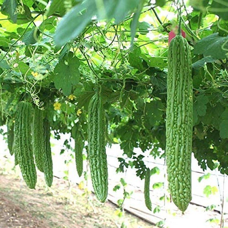 Heirloom Vegetable Green Balsam Pear Bitter Melon - 40 Seeds - Tampa Home & Garden Store