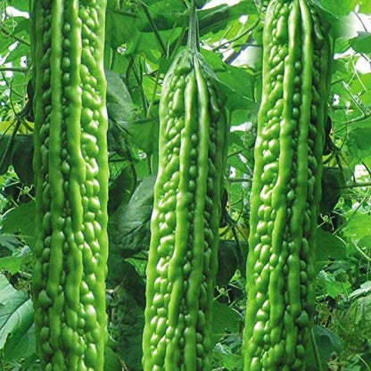 Heirloom Vegetable Green Balsam Pear Bitter Melon - 40 Seeds - Tampa Home & Garden Store