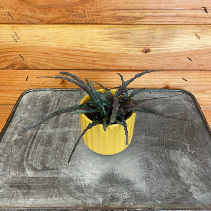 Hemigraphis Dragon's Tongue, 2" Plant - Tampa Home & Garden Store