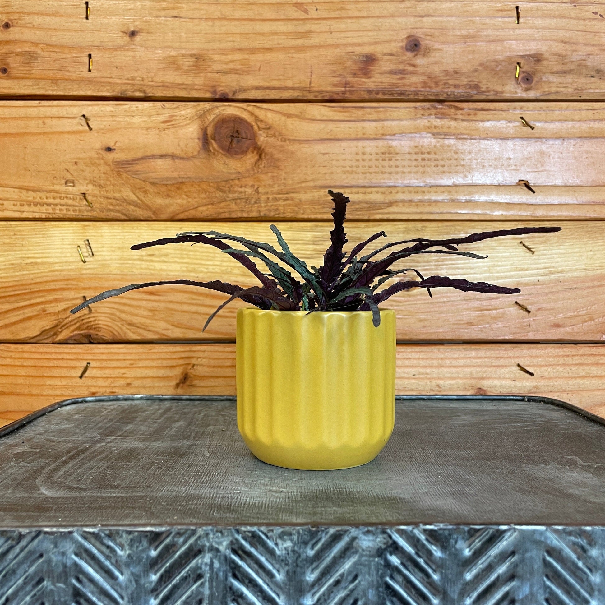 Hemigraphis Dragon's Tongue, 2" Plant - Tampa Home & Garden Store