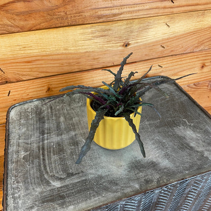 Hemigraphis Dragon's Tongue, 2" Plant - Tampa Home & Garden Store