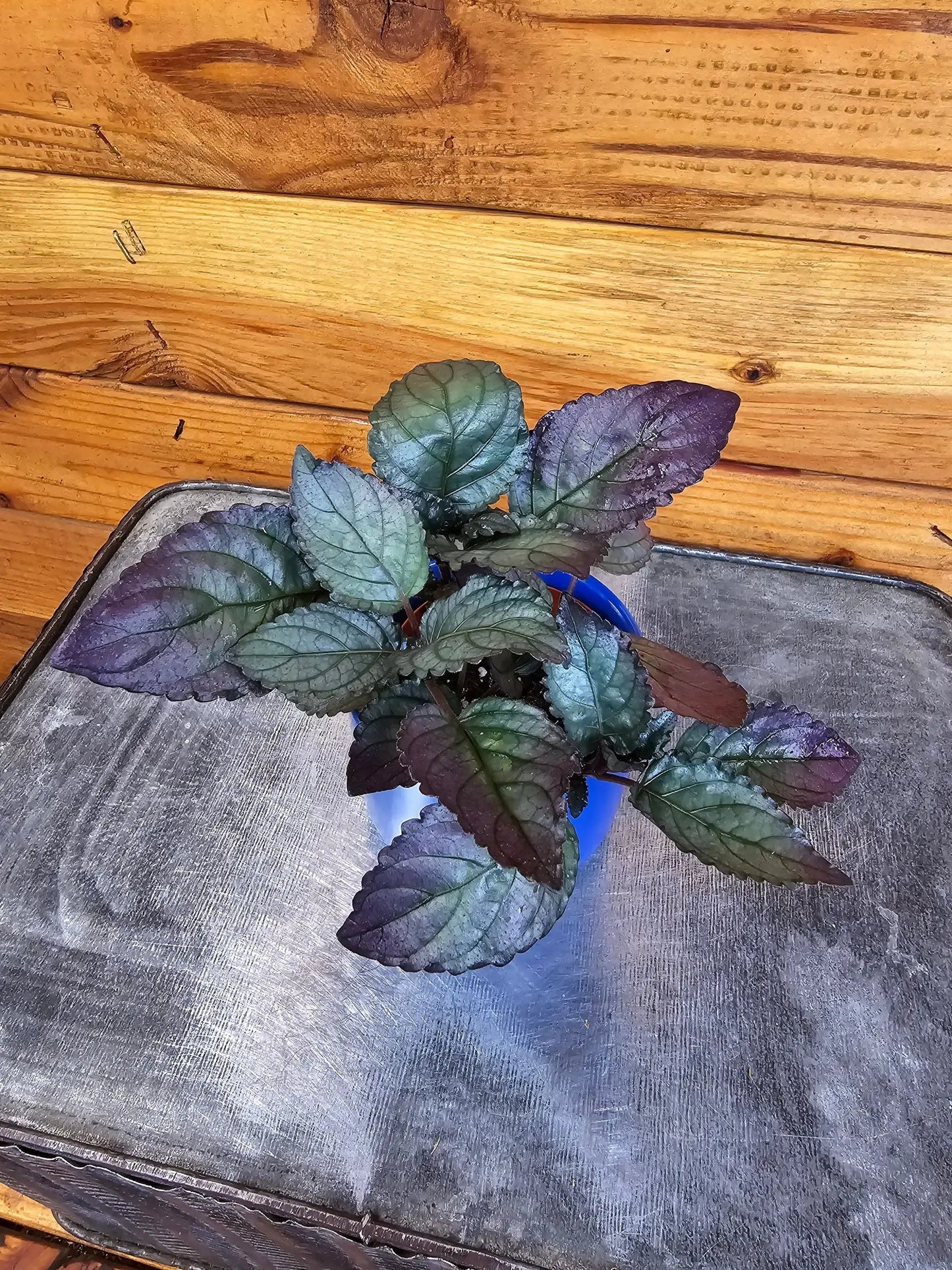 Hemigraphis Silver Queen, 2" Plant - Tampa Home & Garden Store