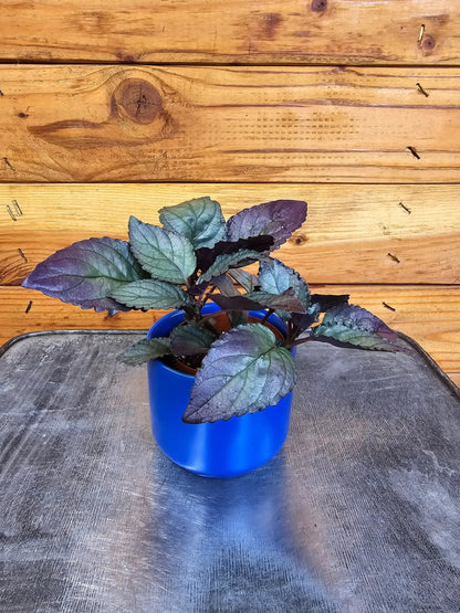 Hemigraphis Silver Queen, 2" Plant - Tampa Home & Garden Store