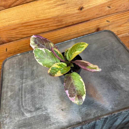 Hemigraphis Variegated Waffle, 2" Plant - Tampa Home & Garden Store